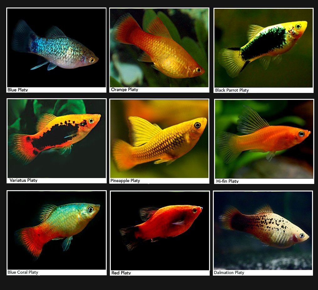 Blue Coral Platy - variedade de peixe Plati