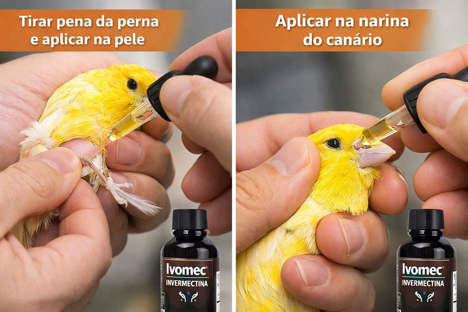 🐤 Canário Rouco: Causas, Tratamento e Como Resolver Rápido