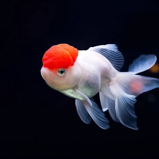 Alimentação saudável para Goldfish