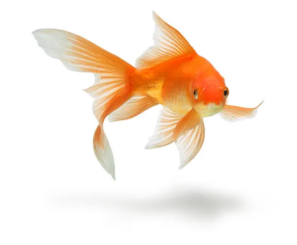 Comportamento do Goldfish - interação com o tutor