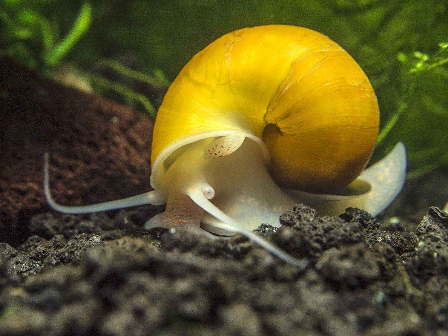 AMPULÁRIA: GUIA COMPLETO DE CUIDADOS NO AQUÁRIO